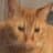 ダダダダダのプロフィール画像