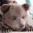 なかよしクマちゃんねるのプロフィール画像