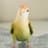 めぐりのプロフィール画像