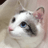 迷い猫ミクルのプロフィール画像