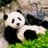 Alfin Limmのプロフィール画像